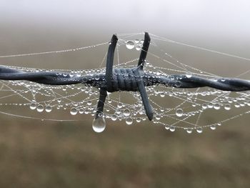 Close-up of water drops on spider web