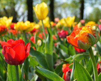 Close-up of red tulip