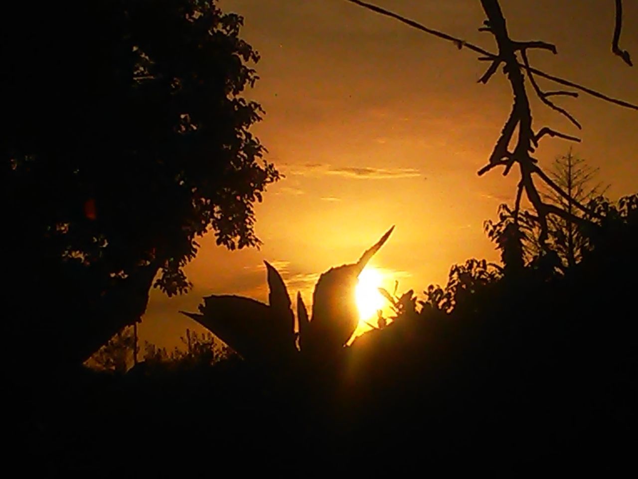 silhouette, sunset, sky, plant, tree, beauty in nature, nature, sunlight, sun, no people, orange color, tranquility, growth, scenics - nature, tranquil scene, sunbeam, lens flare, leaf, outdoors, plant part, bright