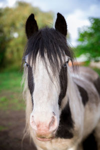 Close-up portrait of a horse