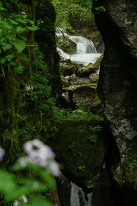 Moss growing on rocks by trees in forest