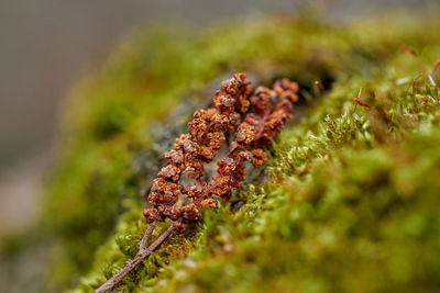 Close-up of berries on plant