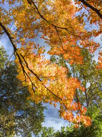 Low angle view of trees against sky