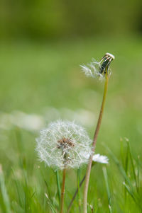 Close-up of dandelion on field