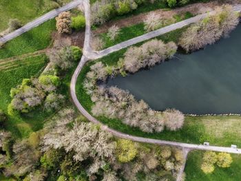 High angle view of road amidst trees