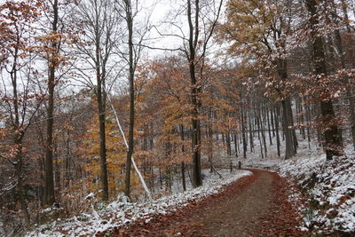 Trees in forest