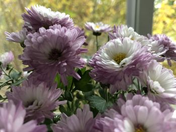 Close-up of pink flowering plants