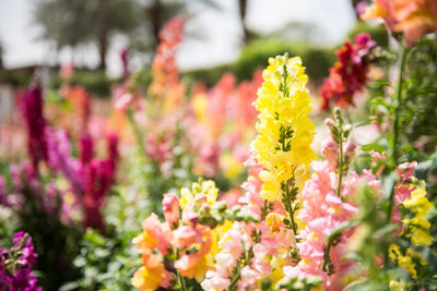 Close-up of yellow flowers blooming outdoors