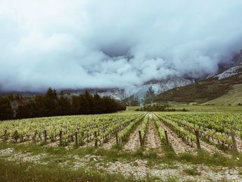 Scenic view of vineyard against sky