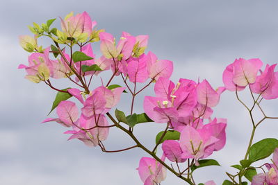 Close-up of pink cherry blossoms against sky