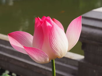 Close-up of pink water lily