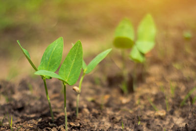 Close-up of young plant growing in field