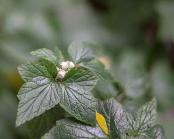 Close-up of leaves on plant during winter