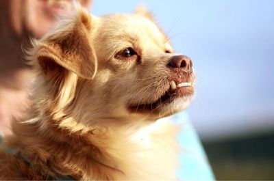 Close-up of dog against sky