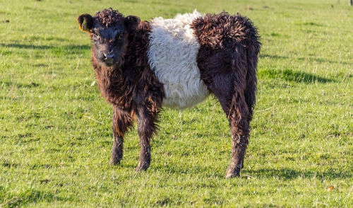 Full length of a dog on field