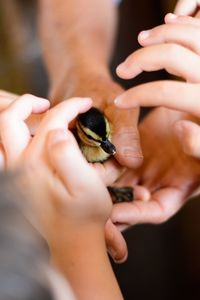 Cropped hands holding chicken