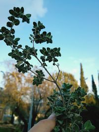 Close-up of hand holding plant against sky