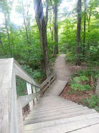 Narrow pathway along trees in forest