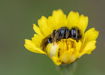 Close-up of insect on yellow flower