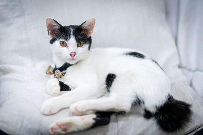 Portrait of cat resting on bed