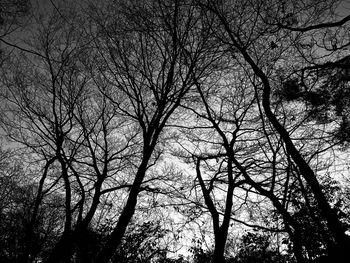 Low angle view of bare trees in forest