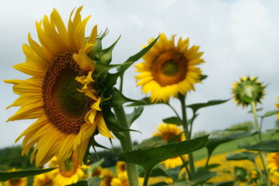 Close-up of sunflower blooming against sky