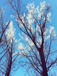 Low angle view of tree against blue sky