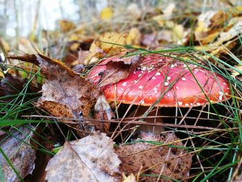 Close-up of fly agaric mushroom