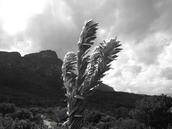 Low angle view of plants against sky