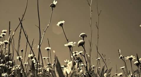 Plants growing on field