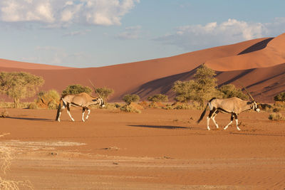 Oryx walking on desert against sky