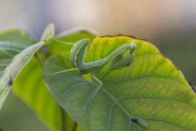 Close-up of praying mantis on leaf