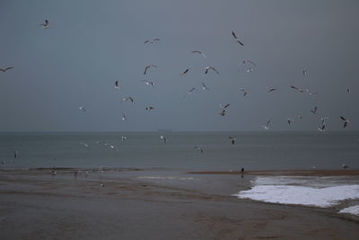 Birds flying over beach against sky