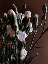 Close-up of wilted flowering plant