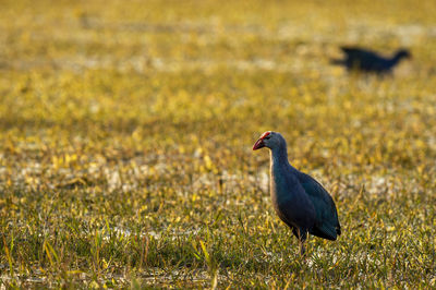 Bird perching on a field