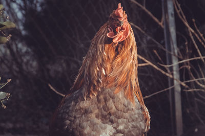 Orange chicken looking on the camera