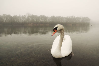 Mute swan swimming in lake during foggy weather