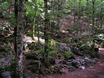 Trees and plants in forest