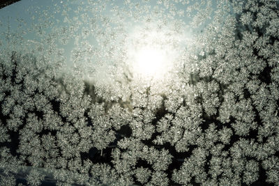 Full frame shot of frozen plants against bright sun