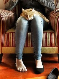 Close-up of cat relaxing on the wall