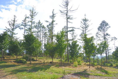 Trees on field against sky