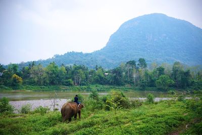 Horse on field by mountains against sky