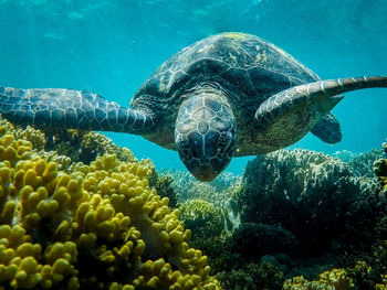 Close-up of turtle swimming in sea