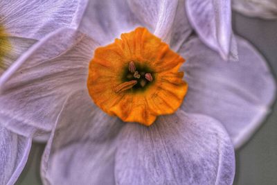 Close-up of yellow flower