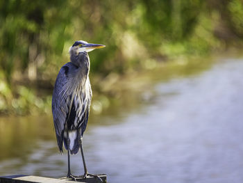 Gray heron
