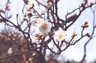 Close-up of apple blossoms in spring