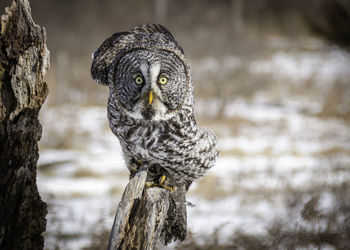 Great grey owl perched on an old tree trunk