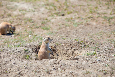 Lizard on field