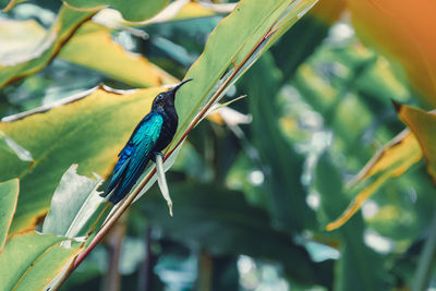 Close-up of bird perching on branch