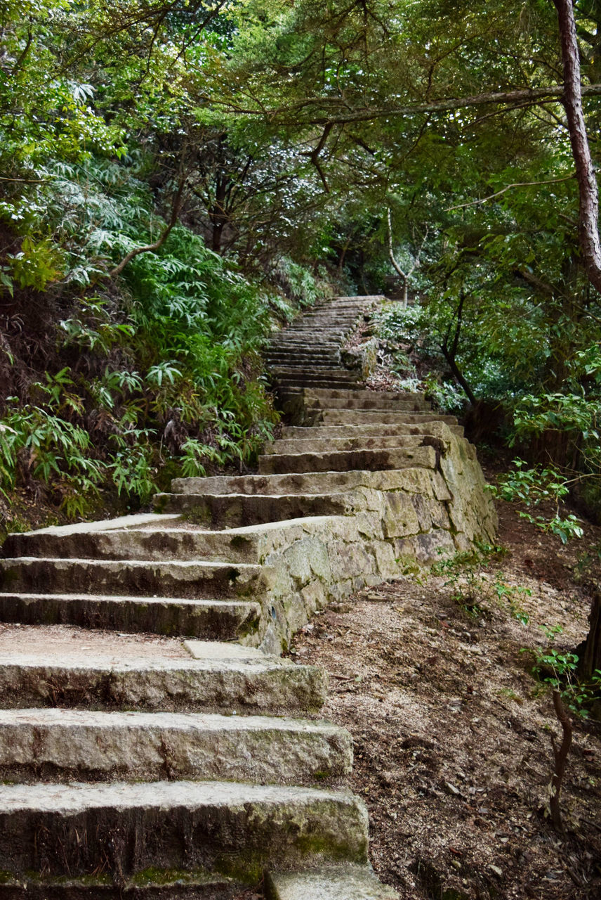 Japan Photography Forest Low Angle View Miyajima Island Nature Outdoors Plant Staircase Steps And Staircases